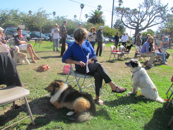 Blessing of the animals - 2015